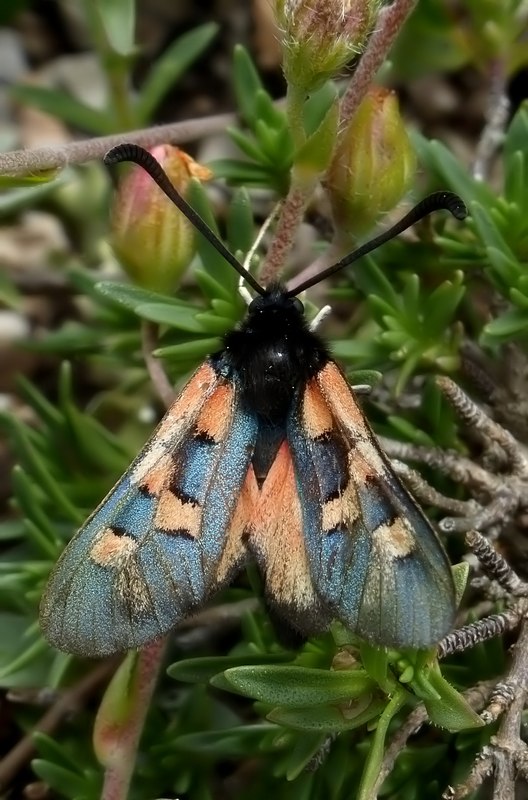 Zigena oxytropis